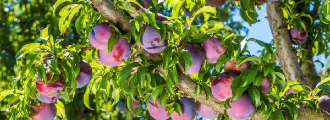 Pielęgnacja śliw: Najważniejsze wskazówki dla udanej uprawy drzewek śliwowych