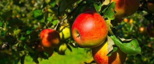 Jak przygotować ziemię w sadzie pod uprawę jabłoni