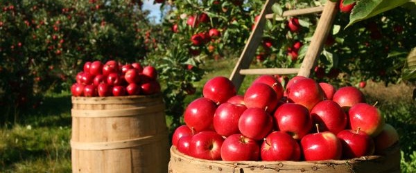 Jak radzić sobie z parchem jabłoni i zapobiegać uszkodzeniom drzew