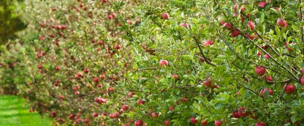 Jabłka a zdrowie: dlaczego warto je jeść?