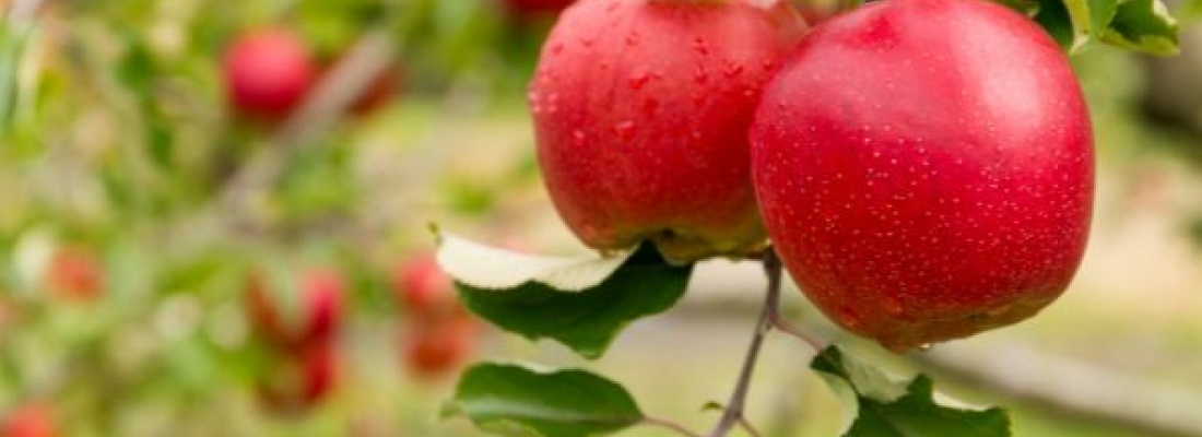 Gąsienice owocówki jabłkóweczki. Jak zwalczać szkodnika na drzewach owocowych