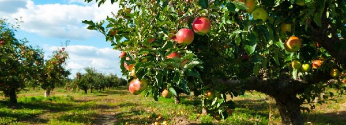 Największe sady jabłek w Polsce