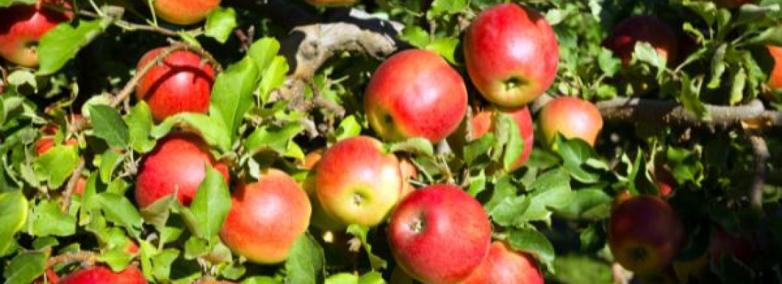 Sadownictwo w Polsce: jak uprawiać jabłka i inne owoce sadownicze?