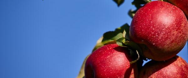 Polskie sady jabłek: gdzie znajdziemy najwięcej różnych odmian?