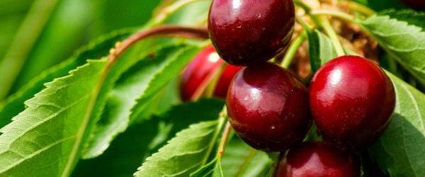 Czar czereśni: Jak stworzyć piękny sad czereśniowy i cieszyć się słodkimi owocam