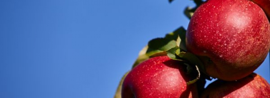 Polskie sady jabłek: gdzie znajdziemy najwięcej różnych odmian?