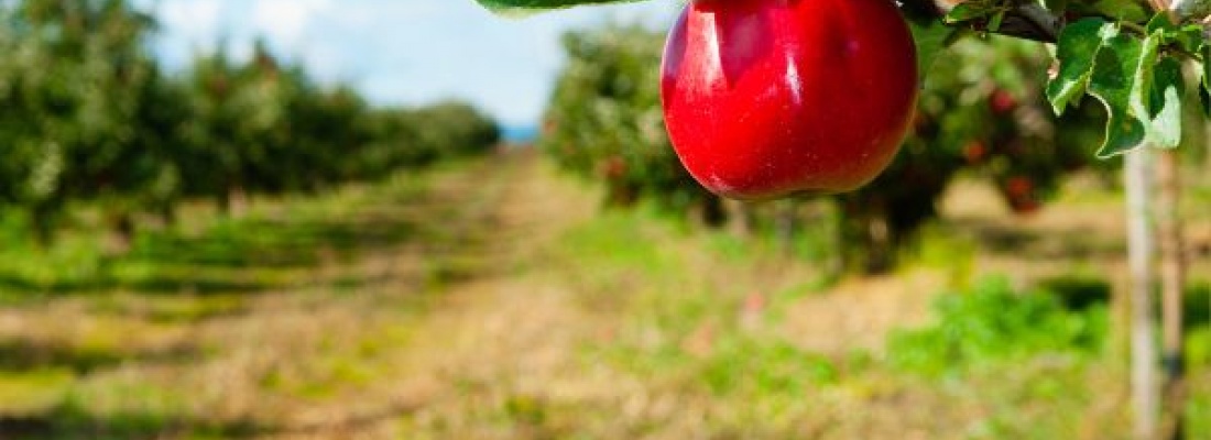 Przewodnik po różnych odmianach jabłek - wszystko co musisz wiedzieć!