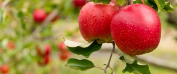 Gąsienice owocówki jabłkóweczki. Jak zwalczać szkodnika na drzewach owocowych