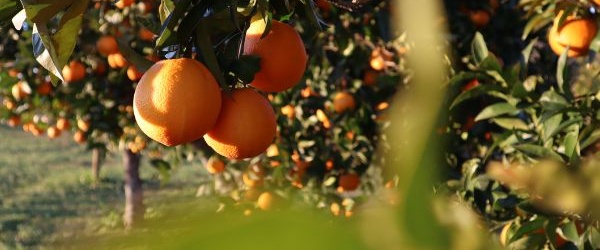 Jakie są najważniejsze praktyki i zabiegi związane z uprawą owoców w sadzie?