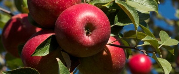 Ochrona sadów owocowych przed chorobami