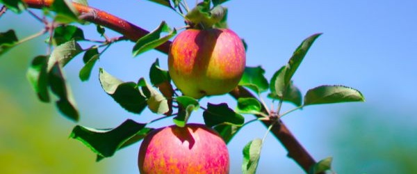 Jak uprawiać zdrowe jabłonie w sadzie: Przewodnik krok po kroku