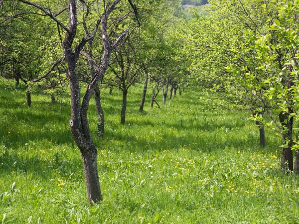 Przycinanie drzew w celu uzyskania maksymalnych plonów - poradnik eksperta