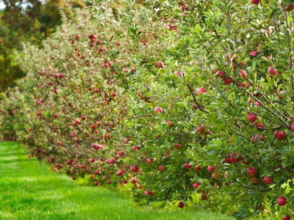 Jabłka a zdrowie: dlaczego warto je jeść?