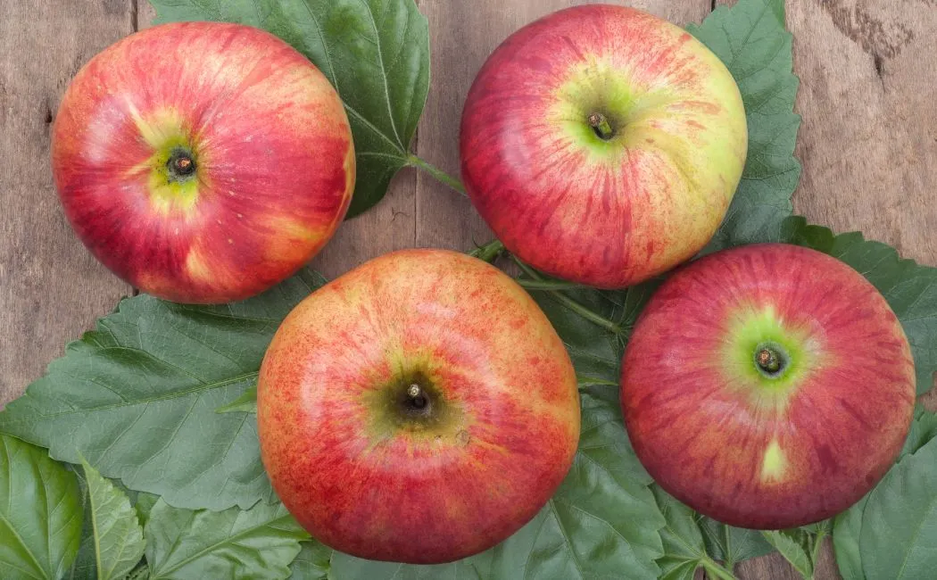 Idared – wszechstronna odmiana jabłka idealna do hodowli i konsumpcji