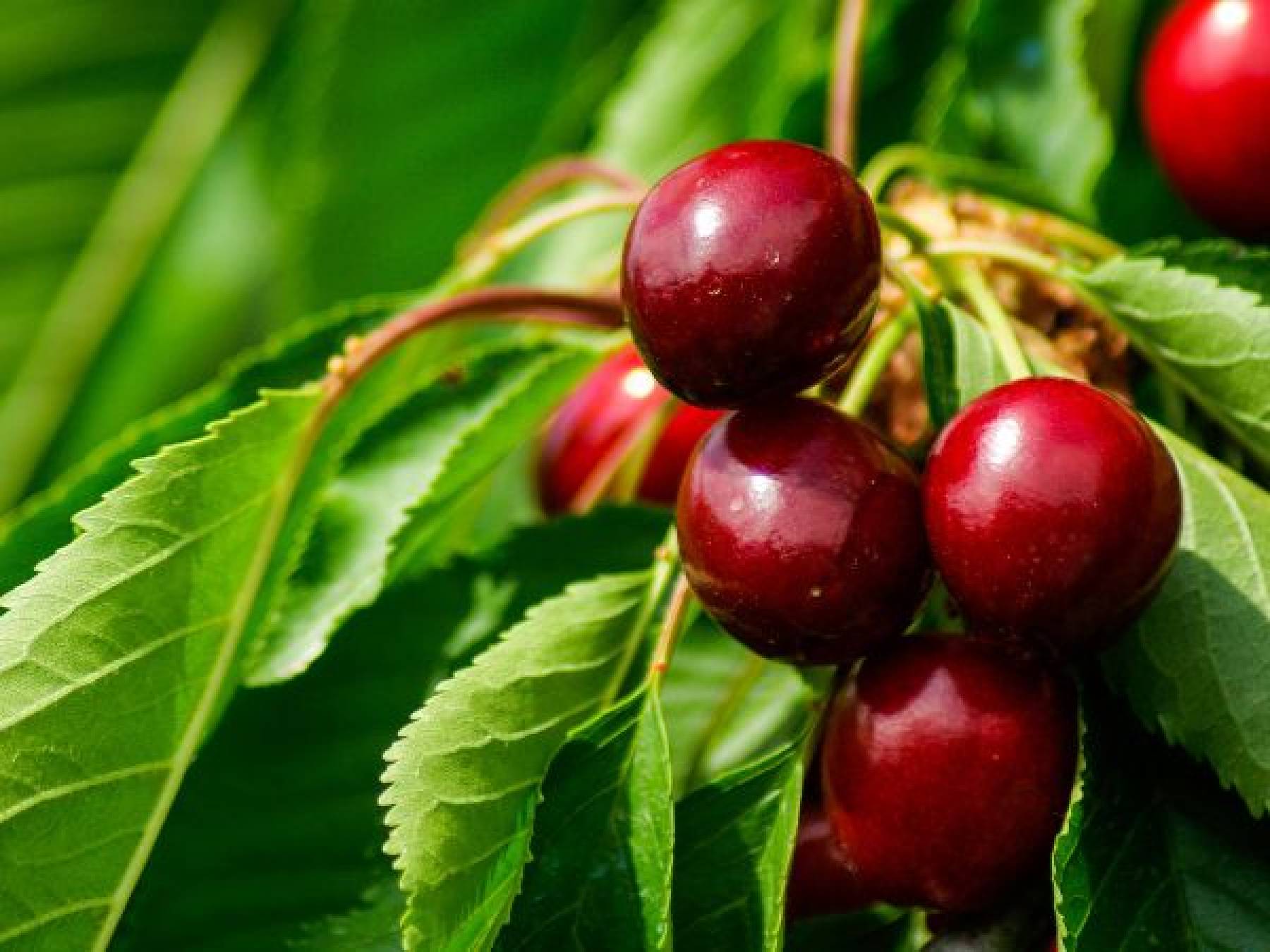 Czar czereśni: Jak stworzyć piękny sad czereśniowy i cieszyć się słodkimi owocami