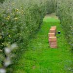 Jak wybrać najlepsze odmiany drzew owocowych do uprawy w Polsce - Poradnik dla sadowników