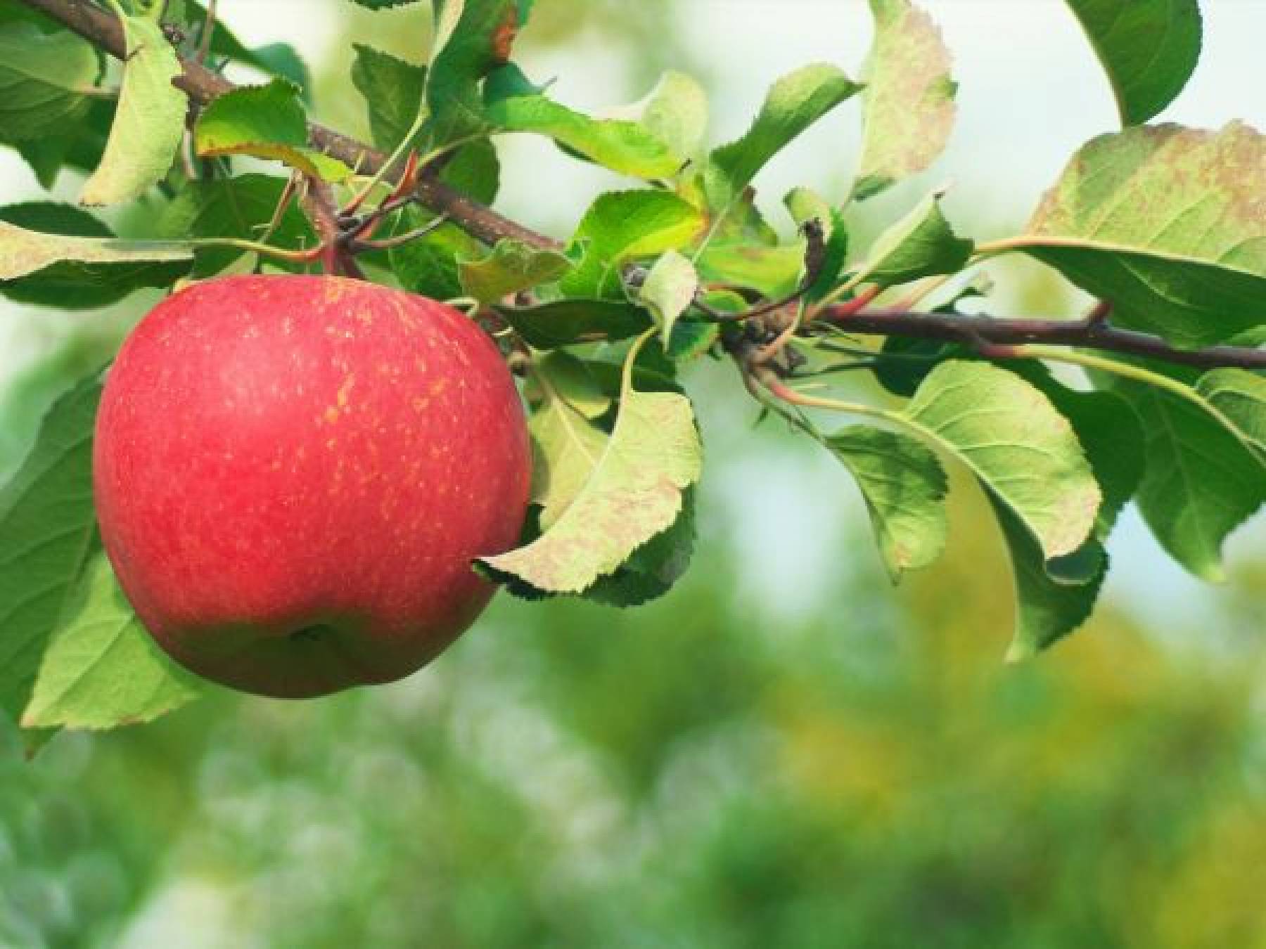 Jak przygotować sady owocowe do sezonu wiosennego i w jaki sposób dbać o uprawy?