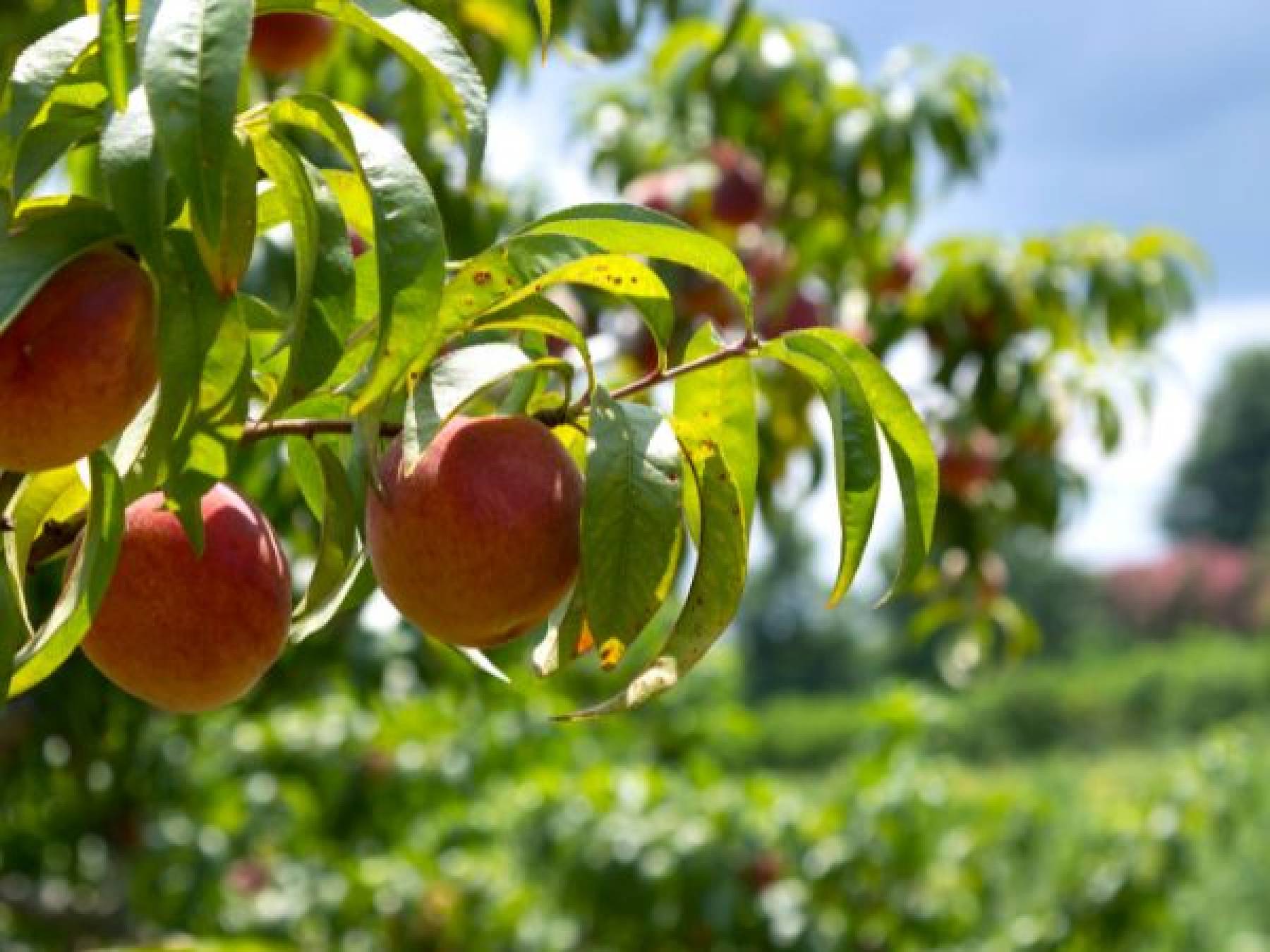 Sprzedaż jabłek w Polsce: co czeka nas w sezonie 2022-2023