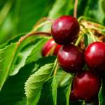 Czar czereśni: Jak stworzyć piękny sad czereśniowy i cieszyć się słodkimi owocami