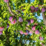 Pielęgnacja śliw: Najważniejsze wskazówki dla udanej uprawy drzewek śliwowych