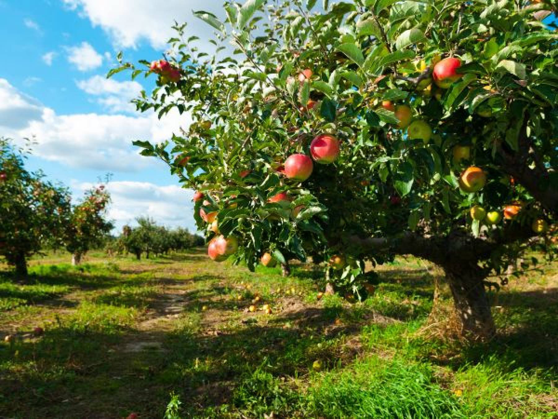 Największe sady jabłek w Polsce