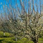 Jak prawidłowo pielęgnować i uprawiać drzewa owocowe w sadzie