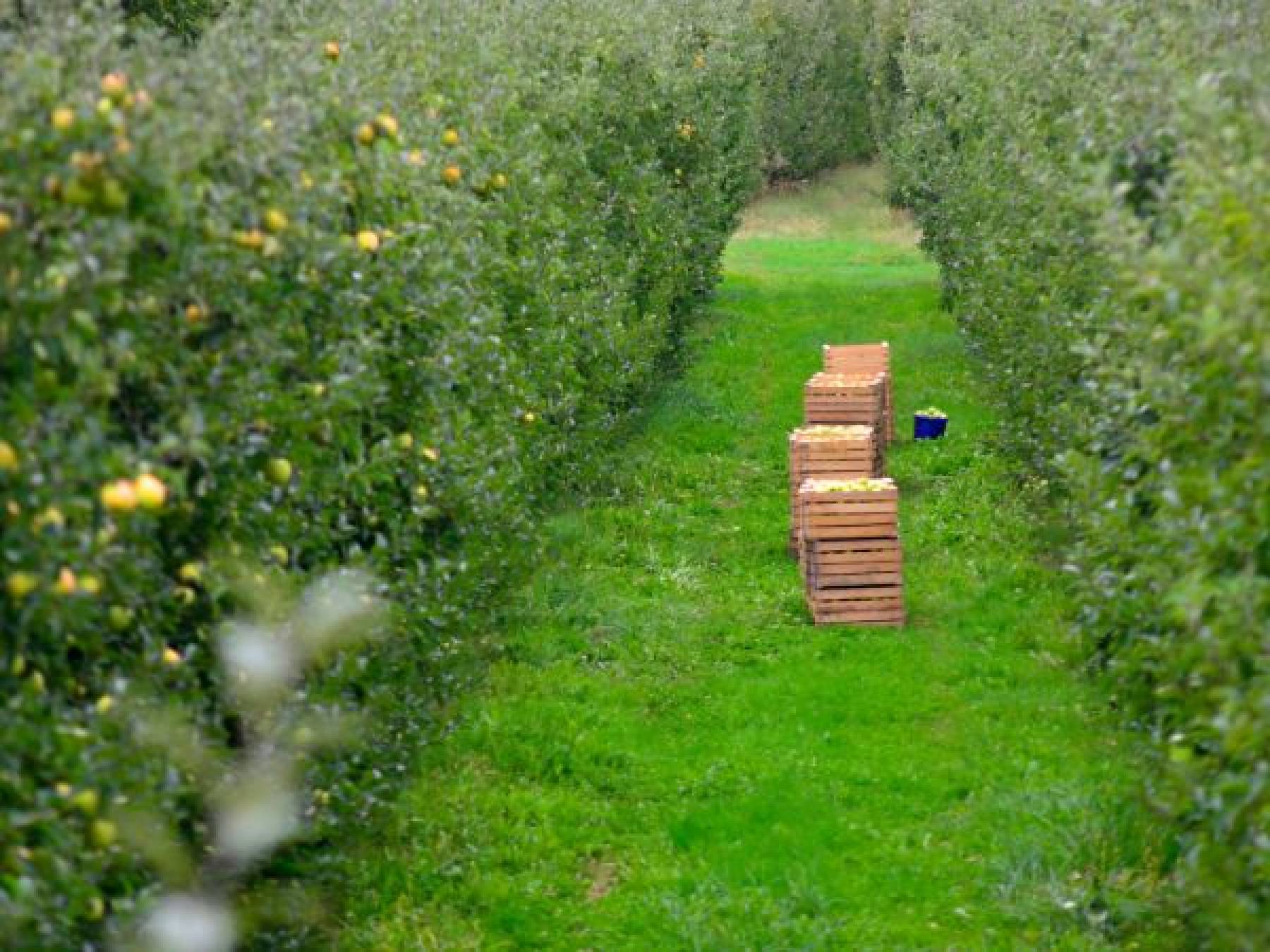 Jak wybrać najlepsze odmiany drzew owocowych do uprawy w Polsce - Poradnik dla sadowników