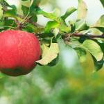 Jak przygotować sady owocowe do sezonu wiosennego i w jaki sposób dbać o uprawy?
