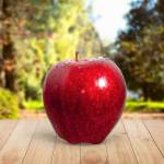 Jabłkowa magia: Jak stworzyć własne królestwo jabłoni w ogrodzie