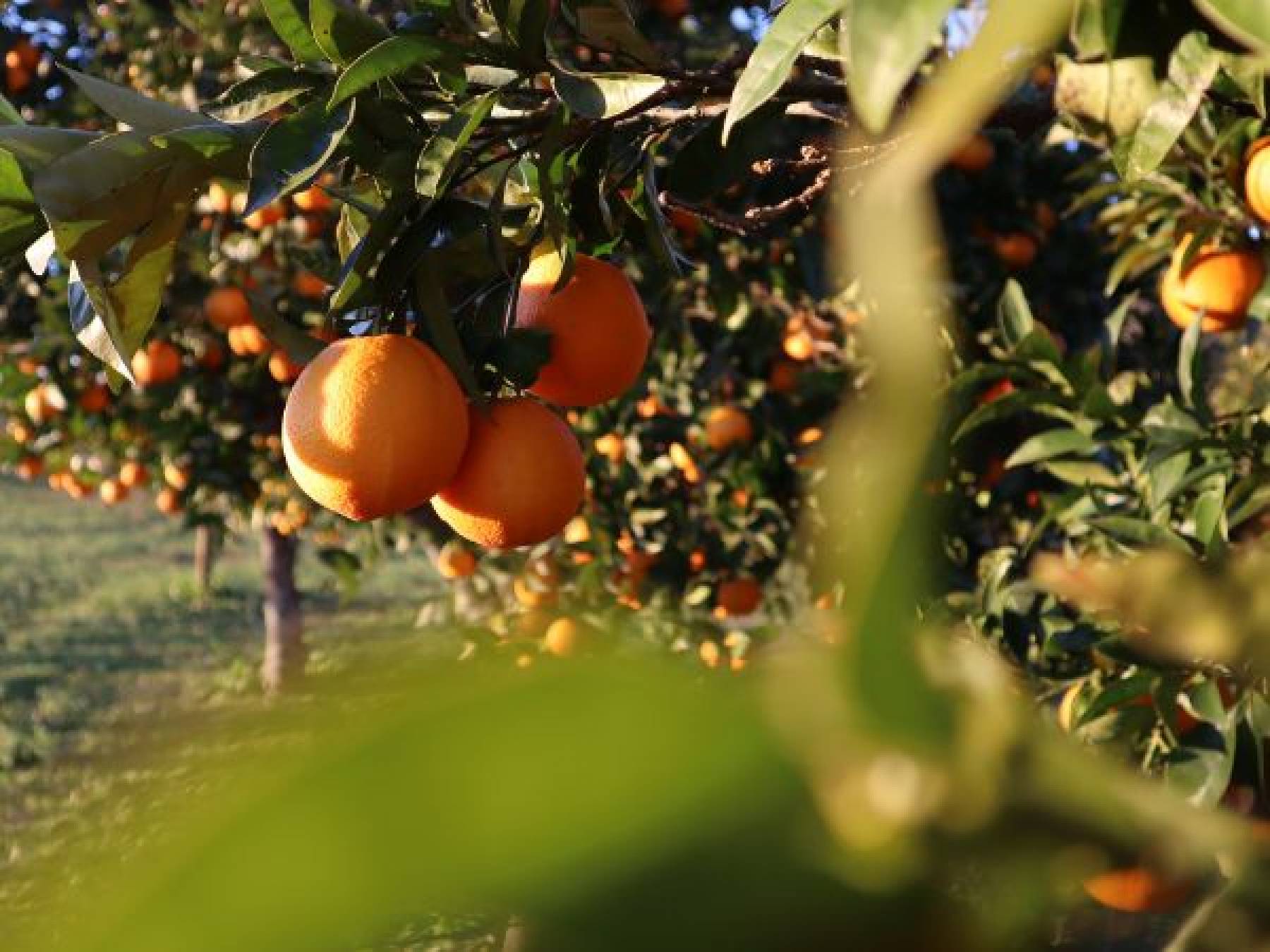 Jakie są najważniejsze praktyki i zabiegi związane z uprawą owoców w sadzie?
